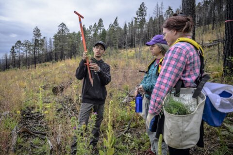 Volunteers help seedlings take root as New Mexico attempts to recover from historic wildfire