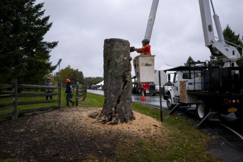 Aging and ailing, 'Message Tree' at Woodstock concert site is reluctantly cut down