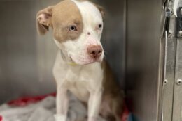 Louisa, a white and brown pit bull mix, left the familys home last week and returned with a gunshot wound. She is expected to make a full recovery. (Courtesy Humane Rescue Alliance)