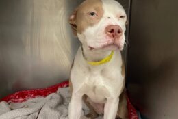 Louisa, a white and brown pit bull mix, left the familys home last week and returned with a gunshot wound. She is expected to make a full recovery. (Courtesy Humane Rescue Alliance)