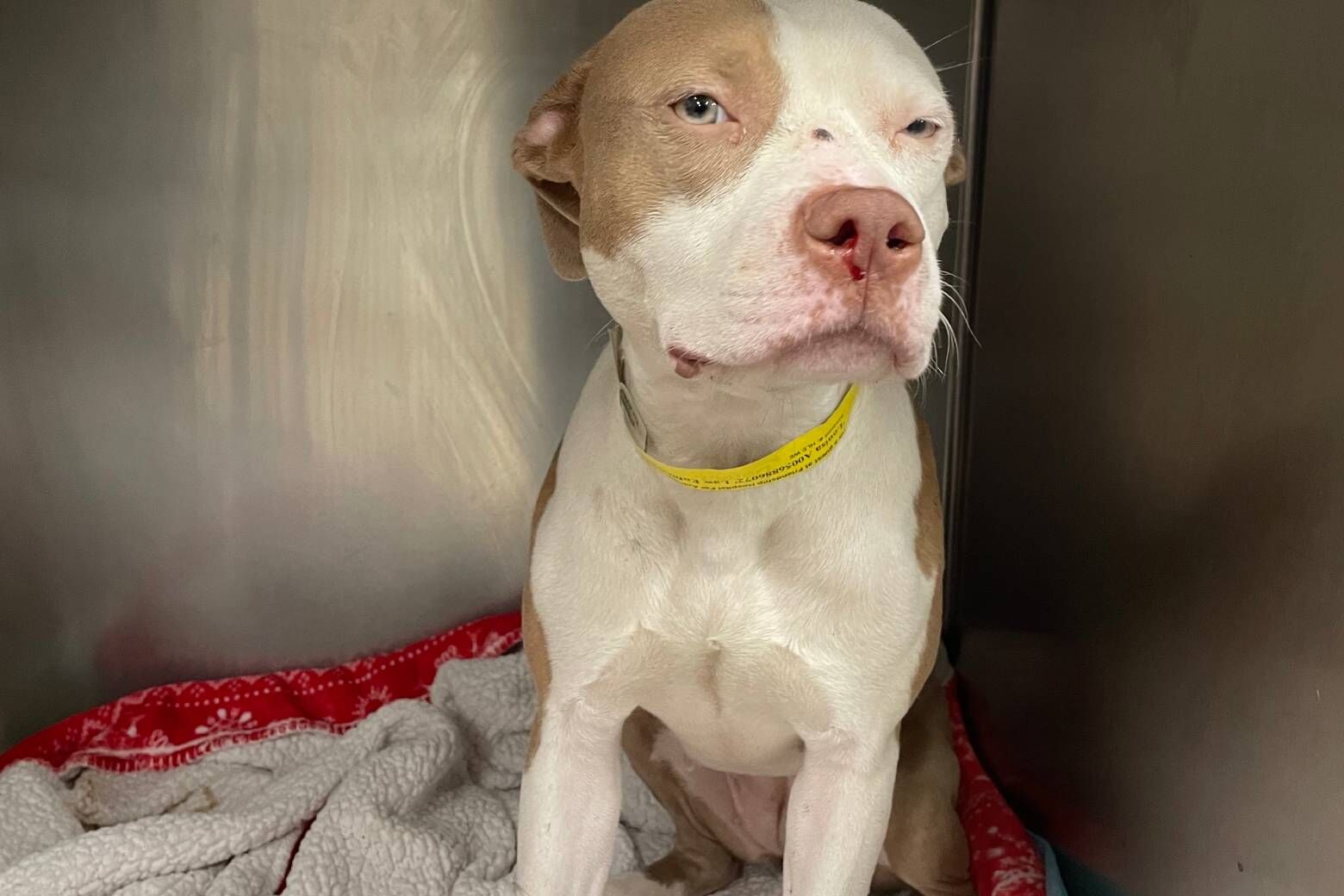 Louisa, uma mistura de pit bull branco e marrom, saiu da casa da família na semana passada e voltou com um ferimento à bala. Espera-se que ela tenha uma recuperação completa. (Cortesia da Humane Rescue Alliance)