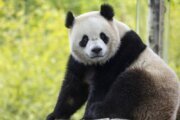 WATCH: New National Zoo pandas are on a roll