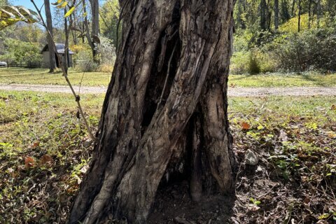 Are ‘zombie trees’ lurking in your backyard?