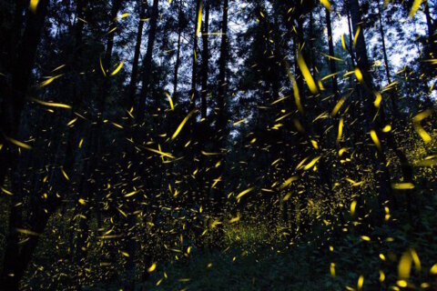 Type of firefly could be first on federal endangered species list