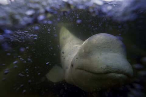 Offering a dose of healing, curious beluga whales frolic in a warming Hudson Bay