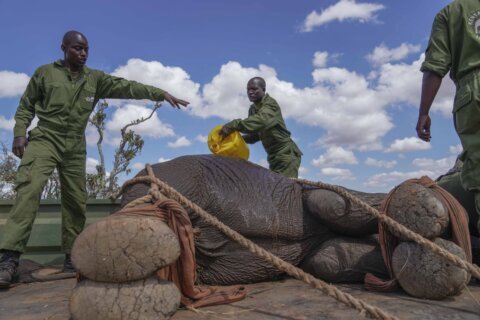 Kenya moves 50 elephants to a larger park, says it’s a sign poaching is low