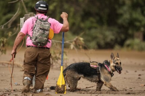 Rescued pets out of states hit by Hurricane Helene are coming to Virginia