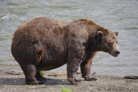 Online voting in Alaska’s Fat Bear Week contest starts after an attack killed 1 contestant