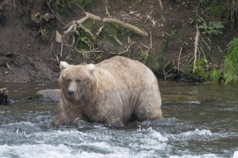 Alaska’s Fat Bear Contest winner finishes ahead of the bear that killed her cub