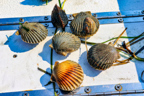 Once locally extinct, Virginia’s bay scallops nearing sustainable levels