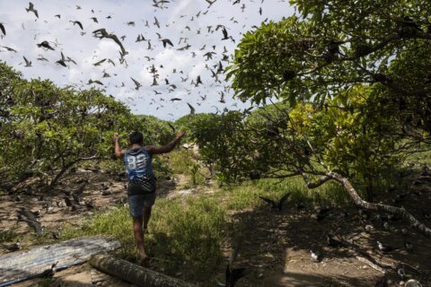 Slight progress in global biodiversity protection efforts but some species decline, new reports find