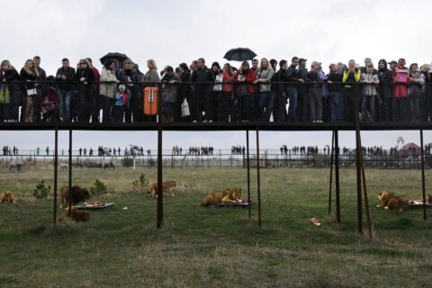 A worker at a Crimean wildlife park has been killed by lions