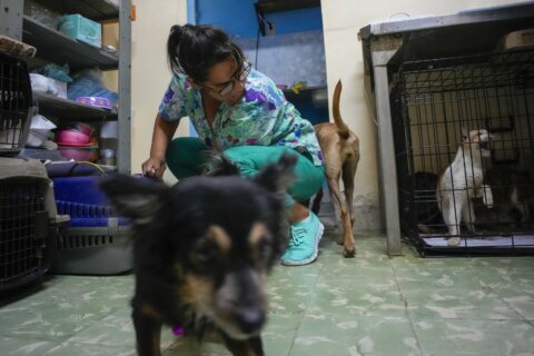 Cubans searching for a better future leave their pets behind