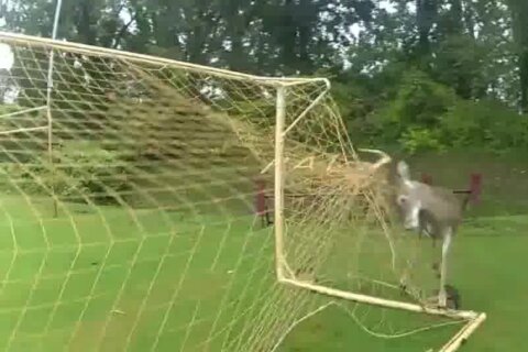 WATCH: Police officer saves deer stuck in soccer net in Annapolis