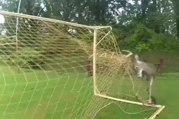 Deer stuck on soccer net