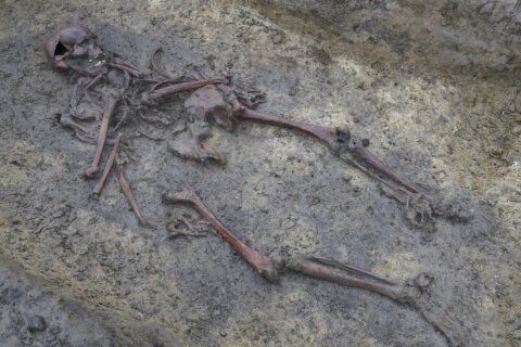 50 well-preserved Viking Age skeletons unearthed in Denmark