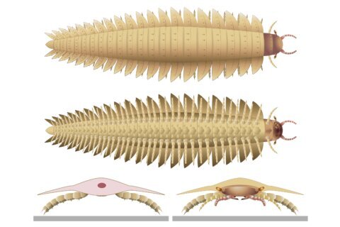 Scientists recreate the head of this ancient 9-foot-long bug