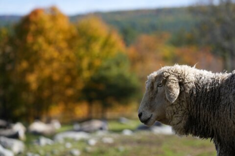 Leaf-peepers are flocking to see New England’s brilliant fall colors