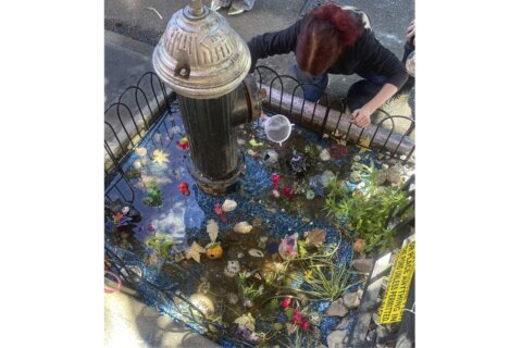 An abrupt goodbye to a guerrilla goldfish aquarium beneath a leaky Brooklyn fire hydrant