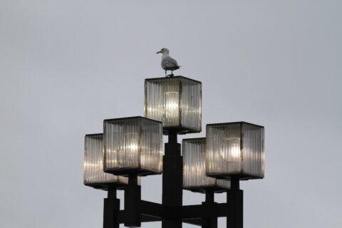 Outside lights are deadly to birds, especially this time of year