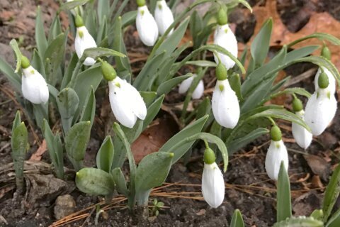 Consider the ‘minor bulbs’ — crocuses, snowdrops and more — when planting for spring