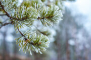 Below-normal temperatures bringing first frost advisories across Maryland and Virginia