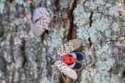 Expert says 'Mother Nature is putting a beat down' on spotted lanternflies and you should too