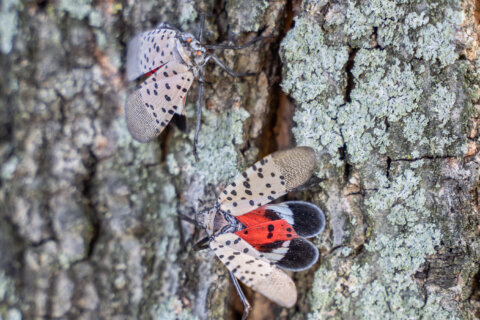 Expert says ‘Mother Nature is putting a beat down’ on spotted lanternflies and you should too