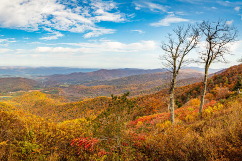 Parts of Maryland and Virginia reach peak fall foliage conditions