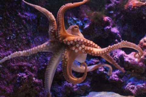 Octopus-inspired adhesive could improve search and rescue, aid with dexterity challenges