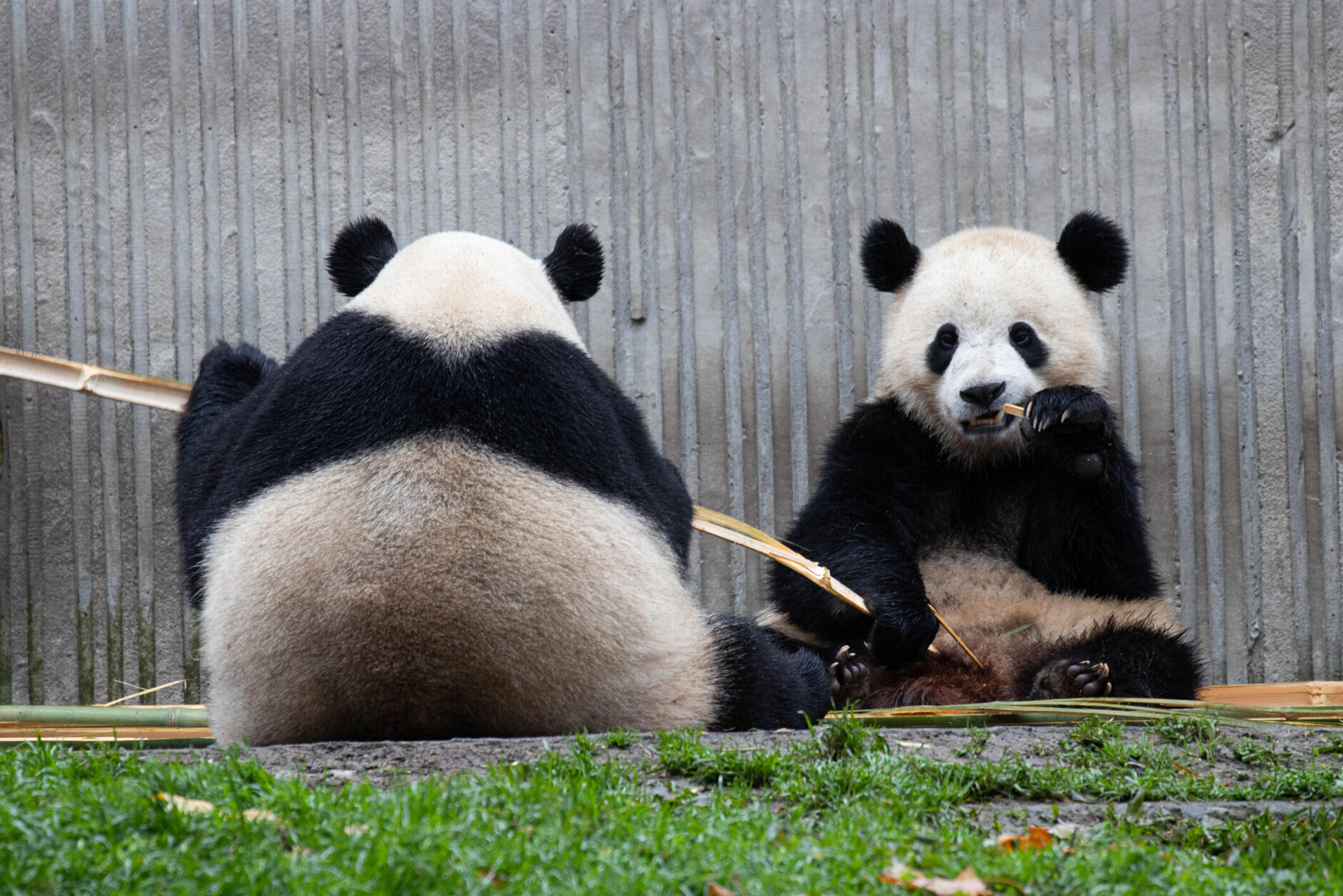 Precious Moment of Mother Panda, Bao Bao and her Cub, Bao Li