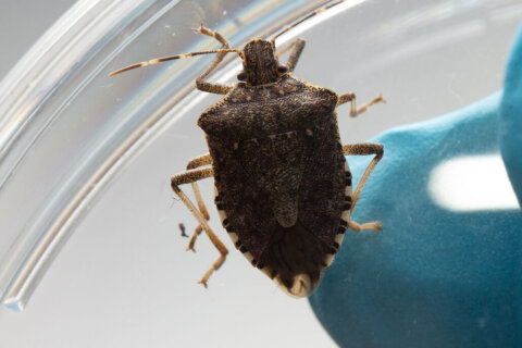 Get ready for some new winter roommates as stink bugs move into homes