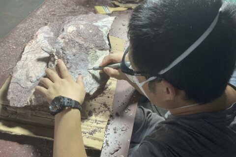 Hong Kong discovers dinosaur fossils for the first time