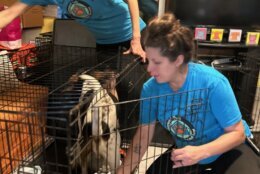 Shelter staff takes care of dog