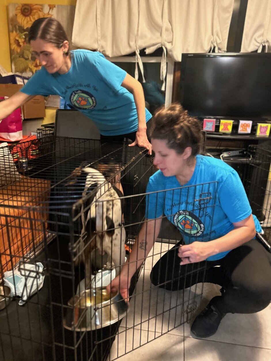 Shelter staff takes care of dog