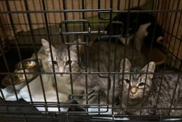 Rescued cats from North Carolina