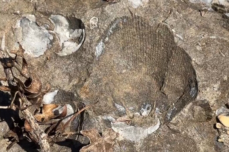 Discover some of DC’s coolest hidden fossils (and make some of your own) in Mitchell Park – WTOP News