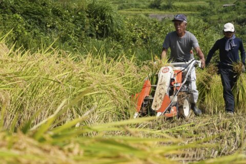 Aging farmers face extreme temperatures as they struggle to maintain Japan’s rice crop