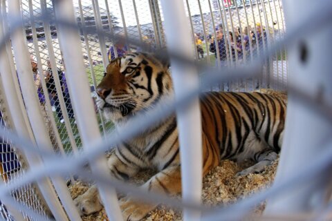 Louisiana governor supports bringing back tradition of having a live tiger at LSU football games