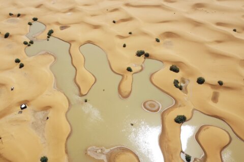 Water gushes through palm trees and sand dunes after rare rain in the Sahara Desert