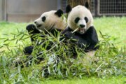 Watch DC's new pandas leave China