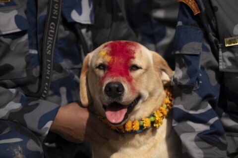 AP Photos: Garlands and treats for beloved dogs in Nepal’s annual Kukur Puja festival