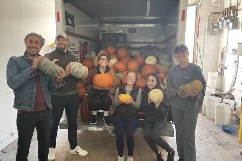 How to properly dispose of a pumpkin in DC area