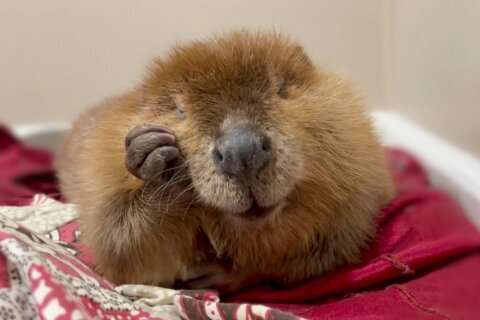 Nibi the beaver's fate lands in court as rescuers try to stop her release into the wild