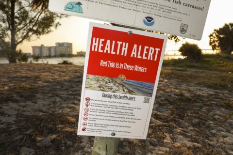 What to know about red tide after Florida’s back-to-back hurricanes