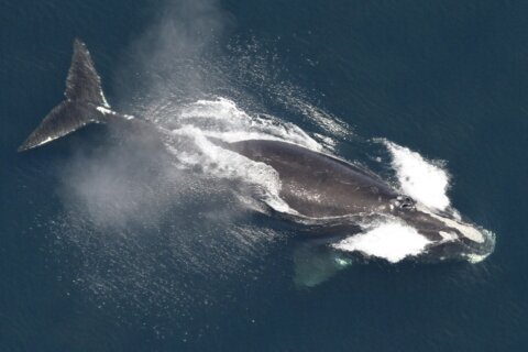 Right whale population grows 4% but extinction remains a threat