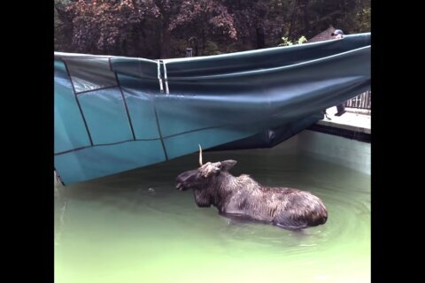 There's a moose on the loose — in a New Hampshire swimming pool