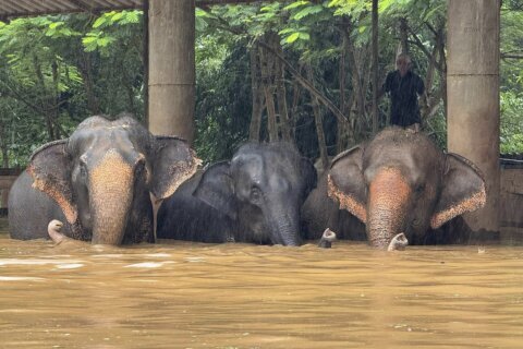 Flooding from seasonal rains threatens residents in northern Thailand, including elephants