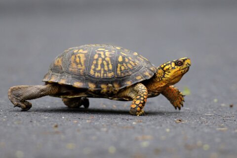 Woman pleads guilty to trying to smuggle 29 turtles across a Vermont lake into Canada by kayak