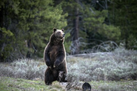 A cub of famous Wyoming grizzly No. 399 has been unseen since his mom’s death but odds look good